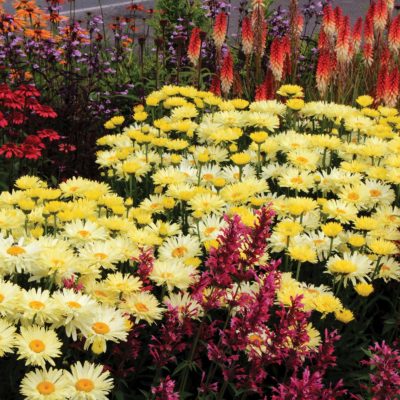 Leucanthemum 'Goldfinch'