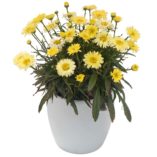 Leucanthemum 'Goldfinch'