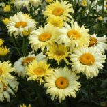 Leucanthemum 'Goldfinch'