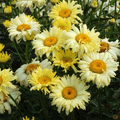 Leucanthemum 'Goldfinch'