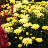 Leucanthemum 'Goldfinch'