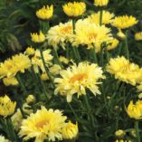 Leucanthemum 'Goldfinch'