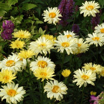 Leucanthemum 'Goldfinch'