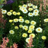 Leucanthemum 'Goldfinch'