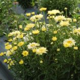 Leucanthemum 'Goldfinch'