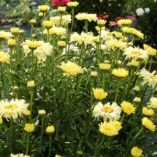 Leucanthemum 'Goldfinch'