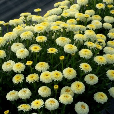 Leucanthemum 'Luna'