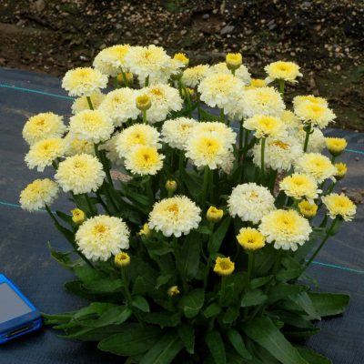 Leucanthemum 'Luna'