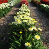 Leucanthemum 'Luna'