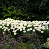 Leucanthemum 'Luna'