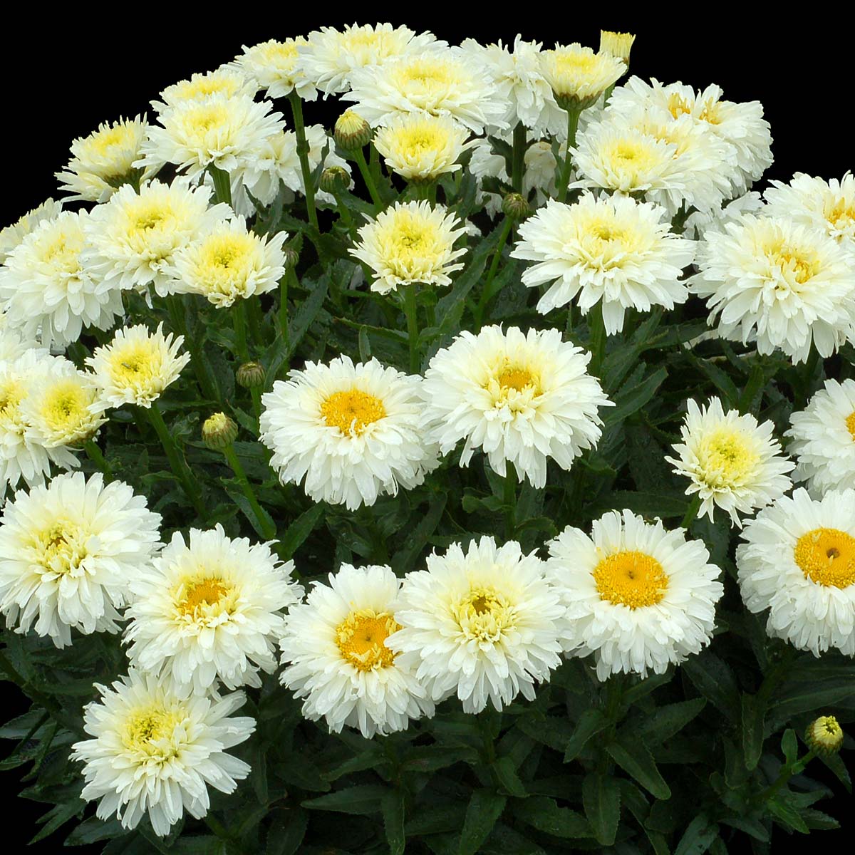 Leucanthemum 'Macaroon'