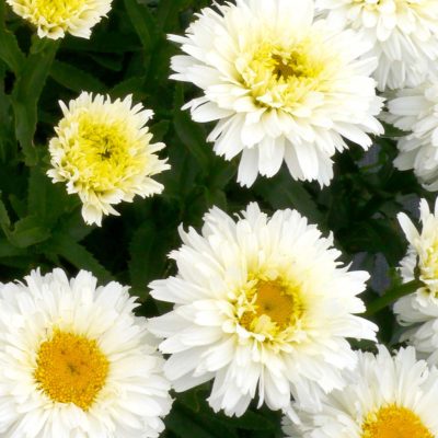 Leucanthemum 'Macaroon'