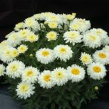 Leucanthemum 'Macaroon'