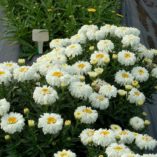 Leucanthemum 'Macaroon'