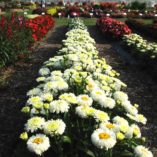 Leucanthemum 'Macaroon'