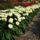 Leucanthemum 'Macaroon'