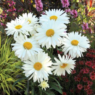 Leucanthemum 'Paladin'