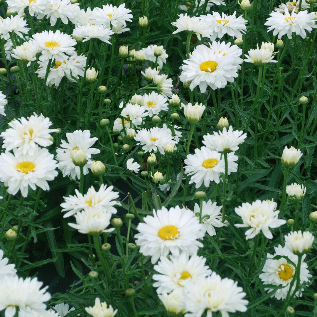 Leucanthemum ‘Paladin’ | TERRA NOVA® Nurseries, Inc.