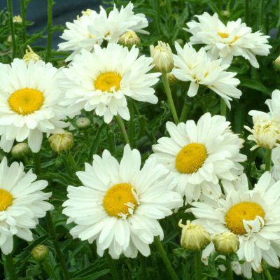 Leucanthemum 'Paladin'