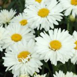 Leucanthemum 'Paladin'