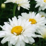 Leucanthemum 'Paladin'