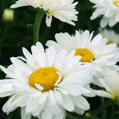 Leucanthemum 'Paladin'