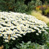 Leucanthemum 'Snowbound'