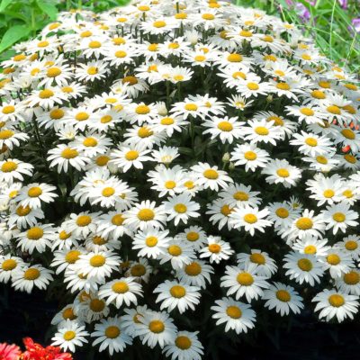 Leucanthemum 'Snowbound'