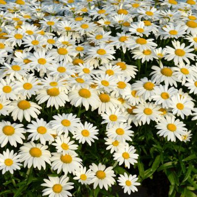 Leucanthemum 'Snowbound'