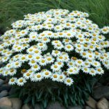 Leucanthemum 'Snowbound'