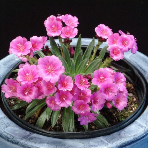 Lewisia 'Constant Comment'