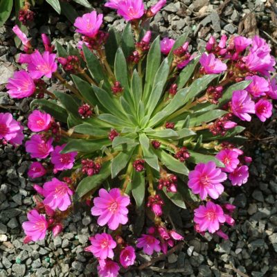 Lewisia 'Constant Comment'