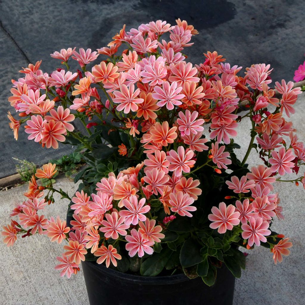 Lewisia CONSTANT™ ‘Coral’ | TERRA NOVA® Nurseries, Inc.