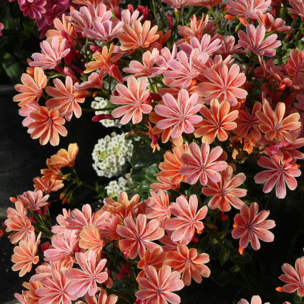 Lewisia CONSTANT™ ‘Coral’ | TERRA NOVA® Nurseries, Inc.
