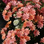 Lewisia CONSTANT™ ‘Coral’ | TERRA NOVA® Nurseries, Inc.