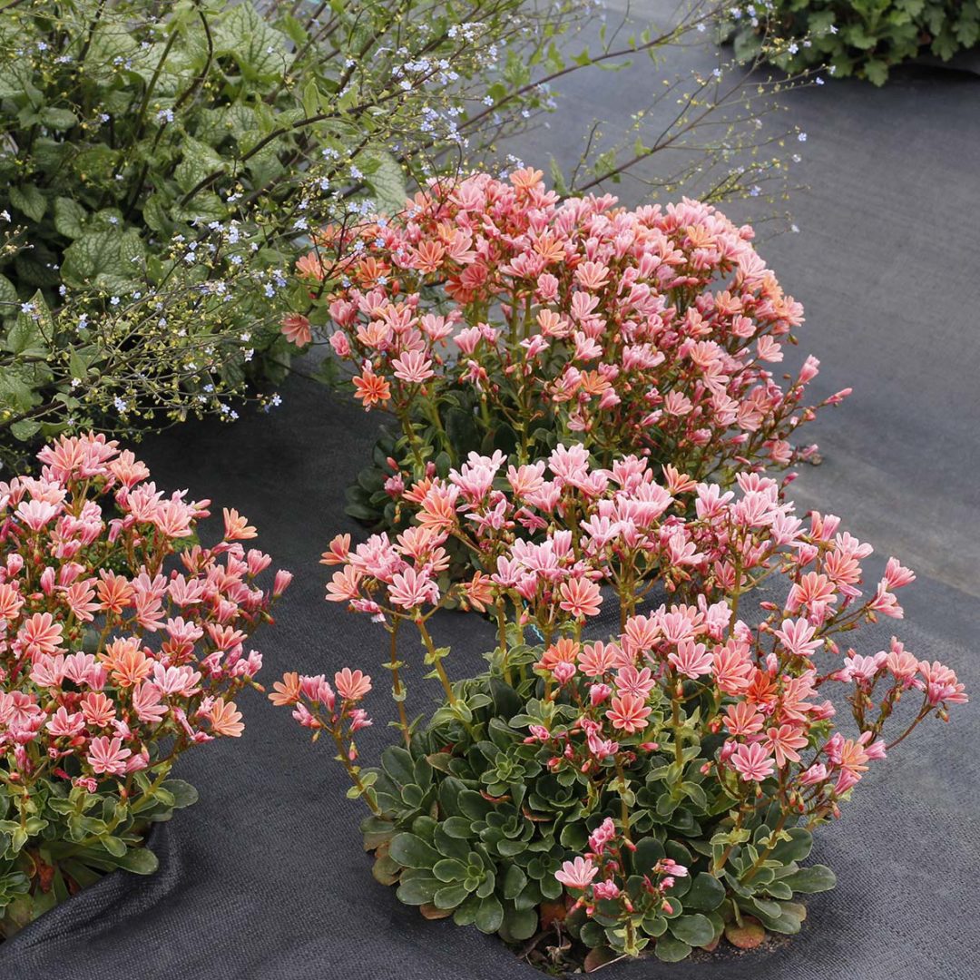 Lewisia CONSTANT™ ‘Coral’ | TERRA NOVA® Nurseries, Inc.