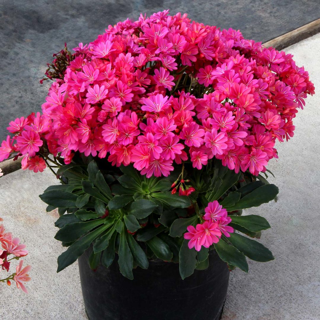 Lewisia CONSTANT™ ‘Fuchsia’ | TERRA NOVA® Nurseries, Inc.
