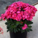 Lewisia CONSTANT™ 'Fuchsia'