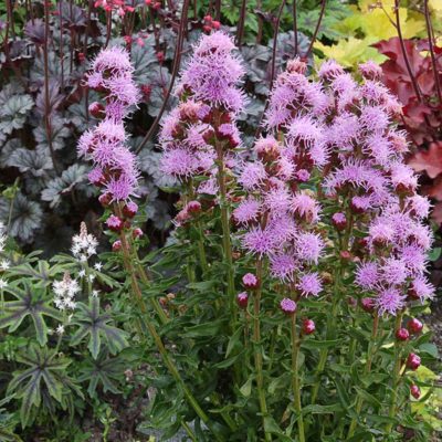 Liatris FEATHERMORE™ 'Lavender'