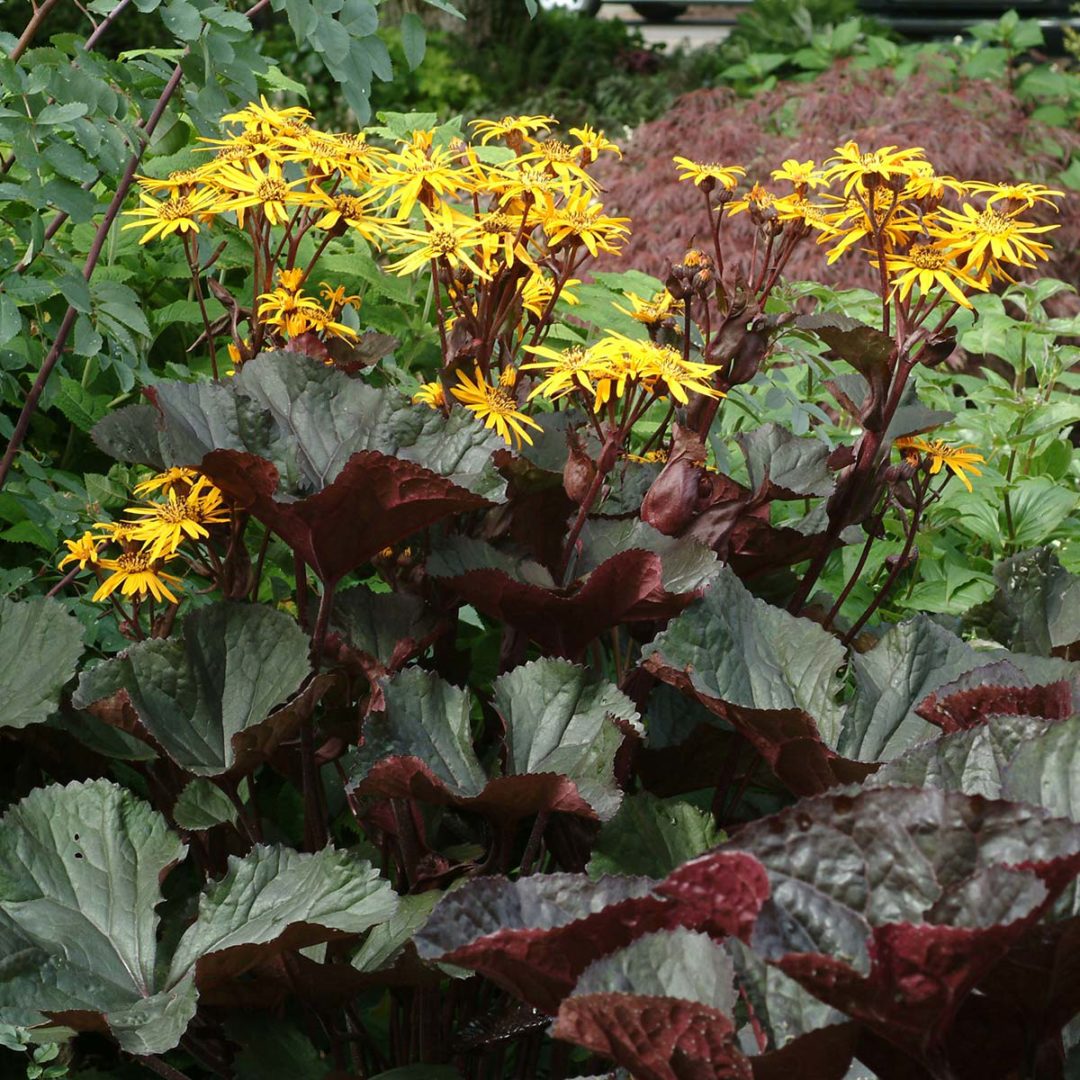 ligularia-britt-marie-crawford-terra-nova-nurseries-inc