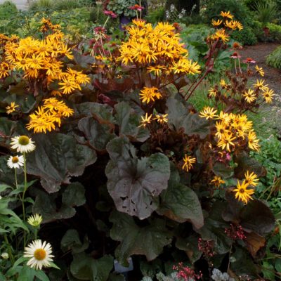 Ligularia 'Britt-Marie Crawford'