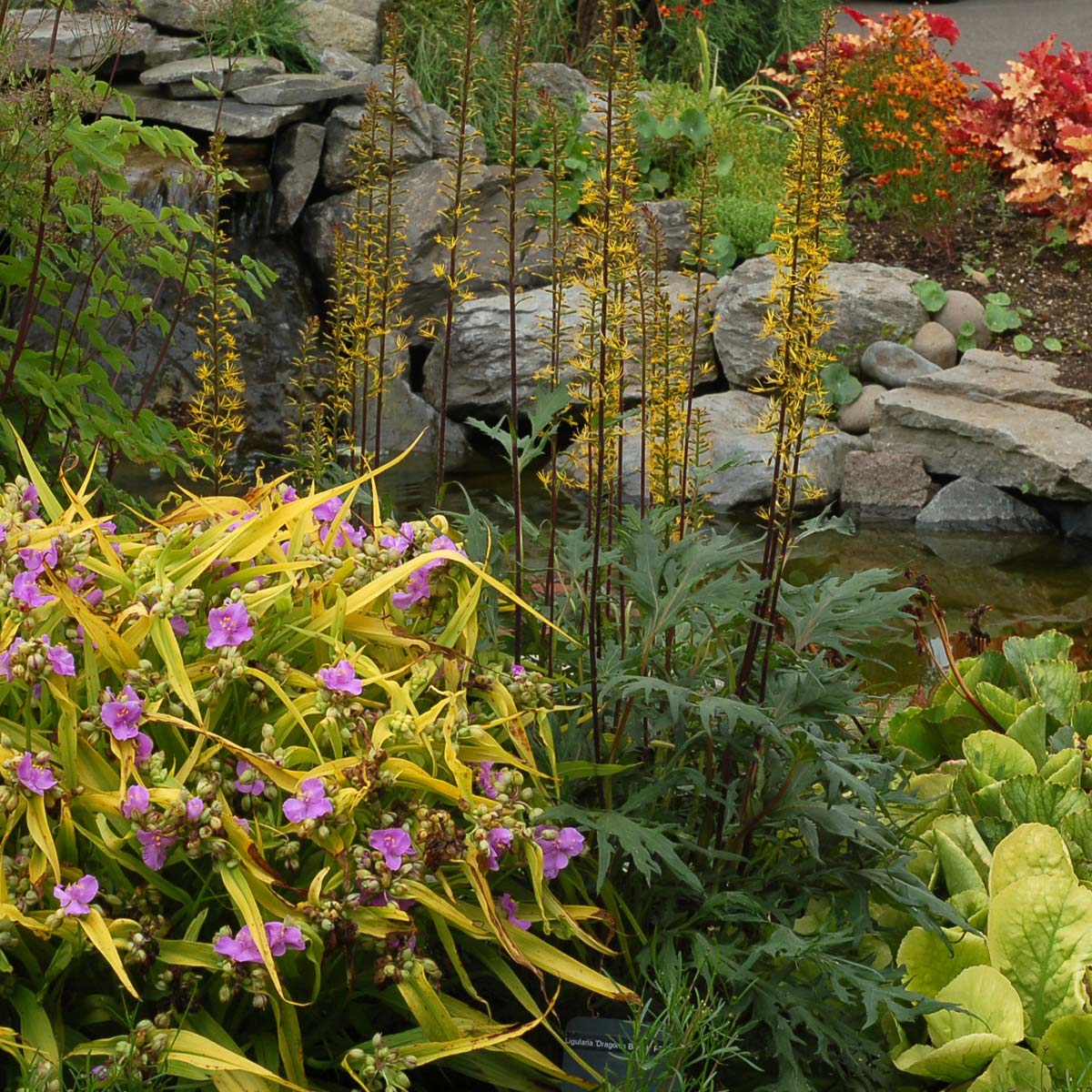 Ligularia 'Dragon's Breath' | TERRA NOVA® Nurseries, Inc.