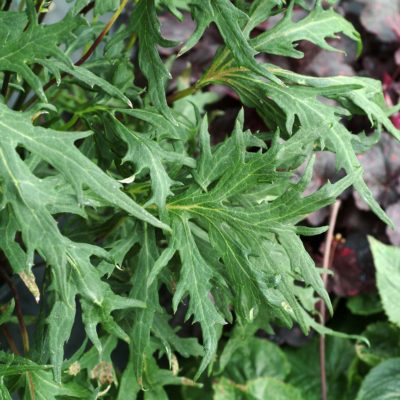 Ligularia 'Dragon's Breath'