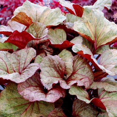 Ligularia 'Garden Confetti'