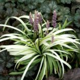 Liriope 'Okina'