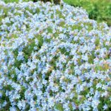 Lithodora 'Crystal Blue'