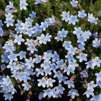 Lithodora 'Crystal Blue'