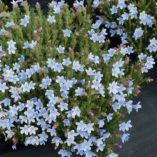 Lithodora 'Crystal Blue'