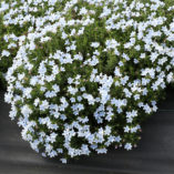 Lithodora 'Crystal Blue'