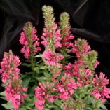 Lobelia 'Cherry Pop'